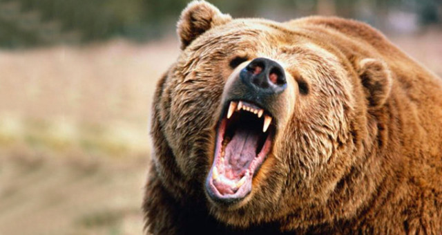 Kars’ın Bozayıları Dünyaya Açıldı! Türkiye’nin İlk Yaban Hayat Belgeseli Çekildi