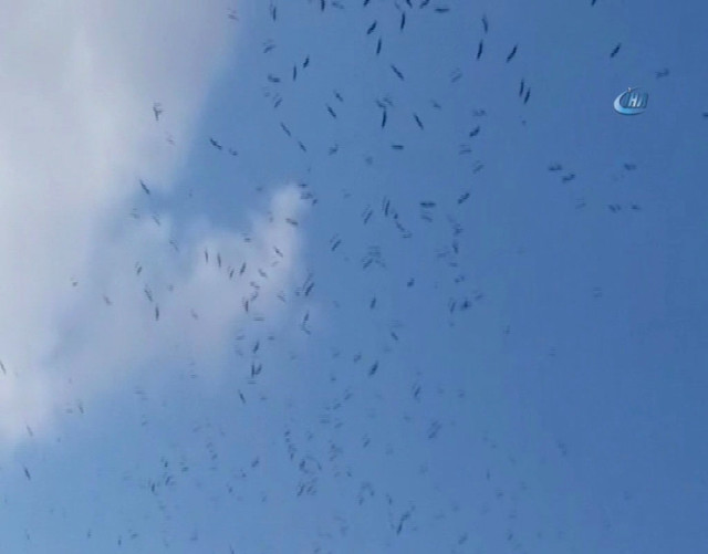 Leylekler İstanbul Semalarında Görsel Şölen Oluşturdu