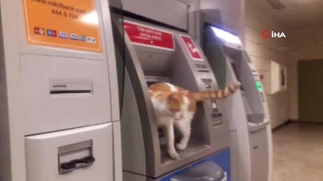 Atm’ye Çıkan Sevimli Kedi İlgi Odağı Oldu